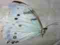 Morpho luna gynandromorph (verso papered 167) (Internet Image property of respective owner, non-commercial use only)